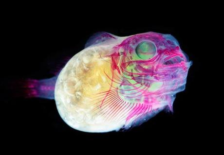 Iori Tomita – Especimenes transparentes