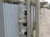 Otro perro ninja vuelve casa siempre