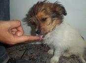 Tofee dieron para comer semana rodajas chorizo...