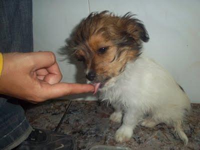 TOFEE - LE DIERON PARA COMER EN UNA SEMANA DOS RODAJAS DE CHORIZO...