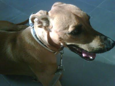 MUY URGENTE!!! RICO, fué llevado a la perrera por atacar a un perro pequeño y ahora lo sacrificaran!!!