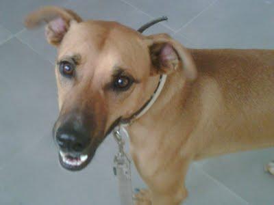 MUY URGENTE!!! RICO, fué llevado a la perrera por atacar a un perro pequeño y ahora lo sacrificaran!!!