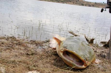 CLASIFICACION FINAL WORLD CATFISH