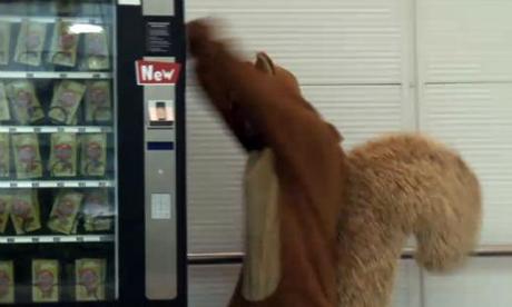 Una ardilla gigante se vuelve loca por Mikado Una ardilla gigante se vuelve loca por Mikado