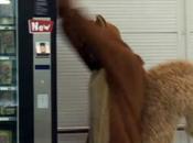 ardilla gigante vuelve loca Mikado