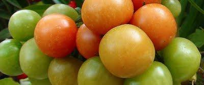 Un huerto en el balcón Un huerto en el balcón