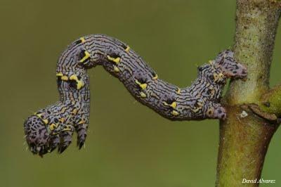 La oruga de la mariposa