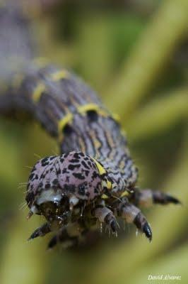 La oruga de la mariposa