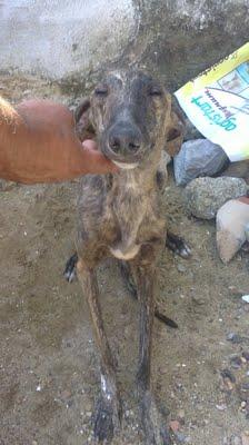 CACHORRO DE GALGO DE 8 MESES QUE NECESITA AYUDA. (SEVILLA)