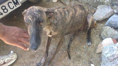 CACHORRO DE GALGO DE 8 MESES QUE NECESITA AYUDA. (SEVILLA)