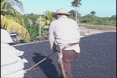 La agricultura en Sagua en el 2011