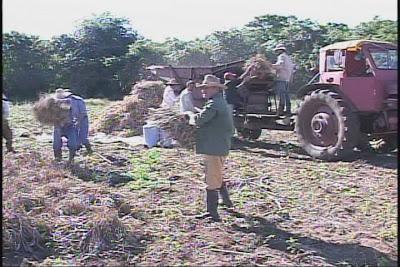 La agricultura en Sagua en el 2011