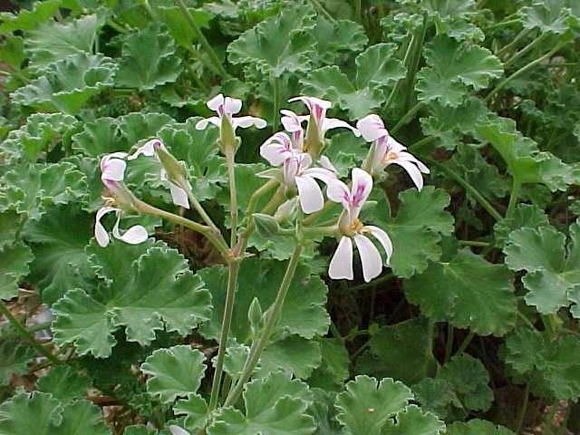 Los Geranios y Pelargonium