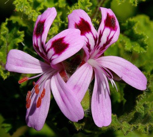 Los Geranios y Pelargonium