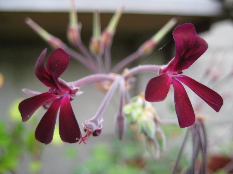 Los Geranios y Pelargonium