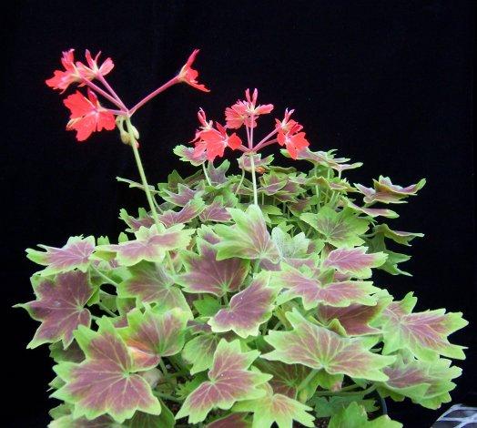 Los Geranios y Pelargonium