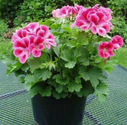 Los Geranios y Pelargonium