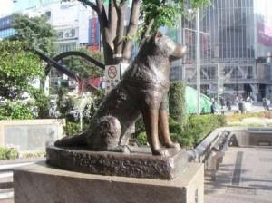 Descubren la causa de la muerte de Hachiko