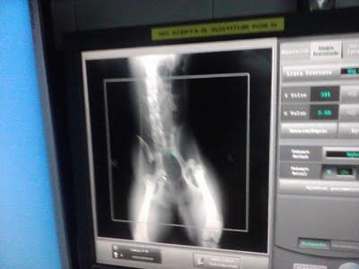 Alondra, rescatada tras ser atropellada.