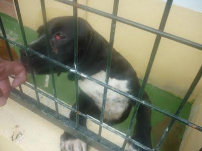 TIZÓN, cachorro con un ojo enfermo. (Perrera de MERIDA)