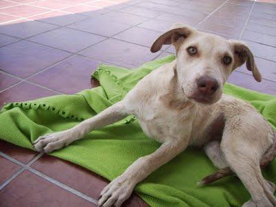 NUBE SOLO 4 MESES Y YA SALVADA DE SER AHORCADA. (VALENCIA)