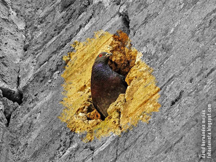 Una paloma sale del interior de una grieta de los viejos muros de Herculano, Italia