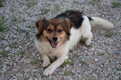 MIMO. Otro Perrito sin hogar. GPAR