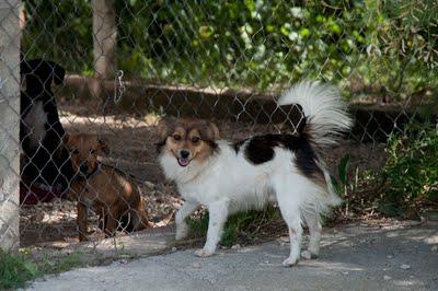 MIMO. Otro Perrito sin hogar. GPAR