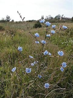 Chicory / achicoria
