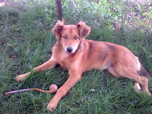 Arcoiris,cachorra apedreada a la que rompieron una pata...(Toledo)