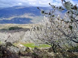 El Cerezo y sus Cerezas