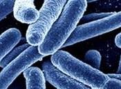 cepa mortal coli, desconcertante supertóxica