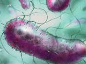 bacterias buenas