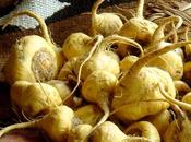 Maca