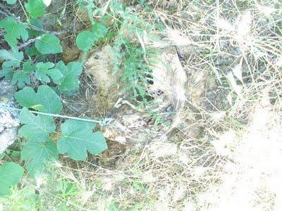 ¿QUÉ ES UN PUDRIDERO?