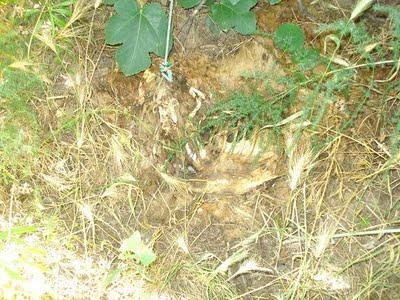 ¿QUÉ ES UN PUDRIDERO?