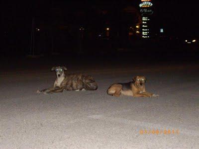 Hacen falta donativos para traer a una galguita posiblemente preñada y a su compañero a Madrid,los acogen en ANAA. URGENTE!!!!