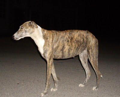 Hacen falta donativos para traer a una galguita posiblemente preñada y a su compañero a Madrid,los acogen en ANAA. URGENTE!!!!