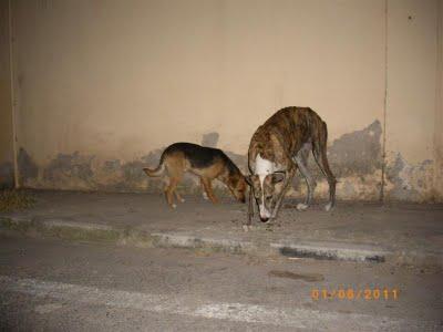 Hacen falta donativos para traer a una galguita posiblemente preñada y a su compañero a Madrid,los acogen en ANAA. URGENTE!!!!