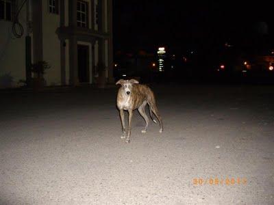 Hacen falta donativos para traer a una galguita posiblemente preñada y a su compañero a Madrid,los acogen en ANAA. URGENTE!!!!