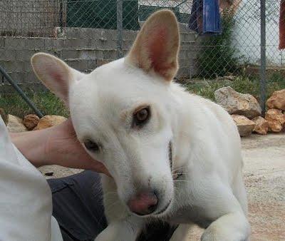 BIANKA, PRECIOSA NORDICA ENANA LA DEVUELVEN POR QUE SUELTA PELO Y DA PEREZA SACARLA.( VALENCIA)