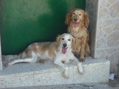 Busca casa urgente para esta pareja de cockers Jerez (Cadiz)