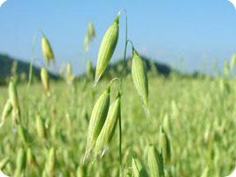 Avena sin gluten es posible