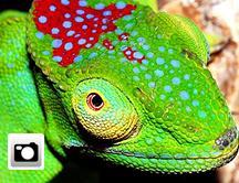 Más de 615 nuevas especies en Madagascar