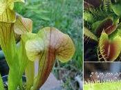 plantas carnívoras