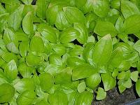 Albahaca: decálogo curativo