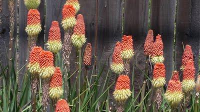 Xerojardines: jardines sostenibles