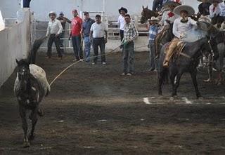 3 Potrillos “C” a lo Grande Sublíderes con sus 363