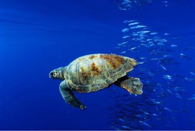 Un día para los Océanos