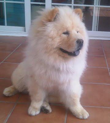 Chow-chow que quieren sacrificar. (Cadiz) SOS.